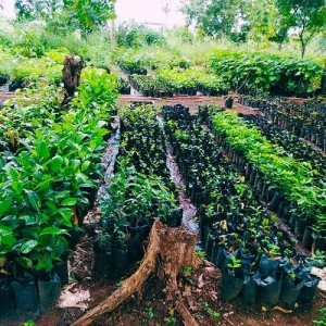 project-nursery project-nursery