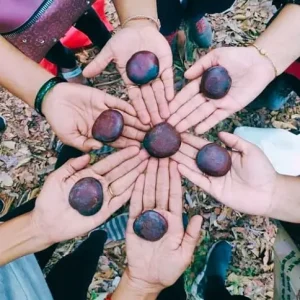 seed-collection-drive